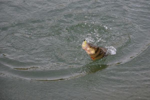 Pêche de la perche en hiver