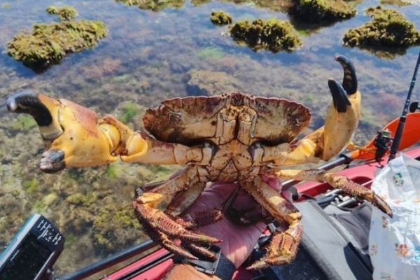 Cueillette de crabes 
