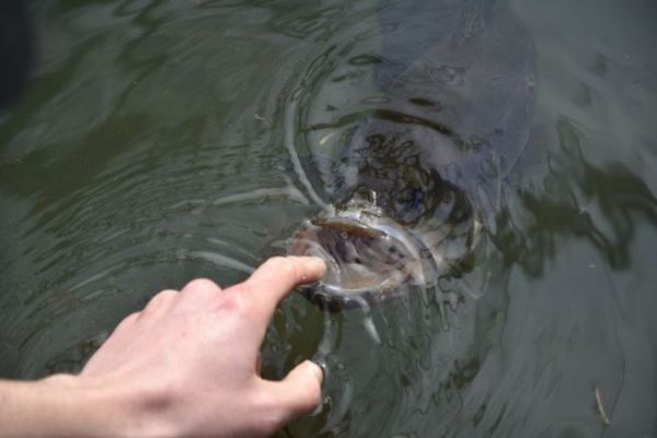Rising water temperature - can you still fish?