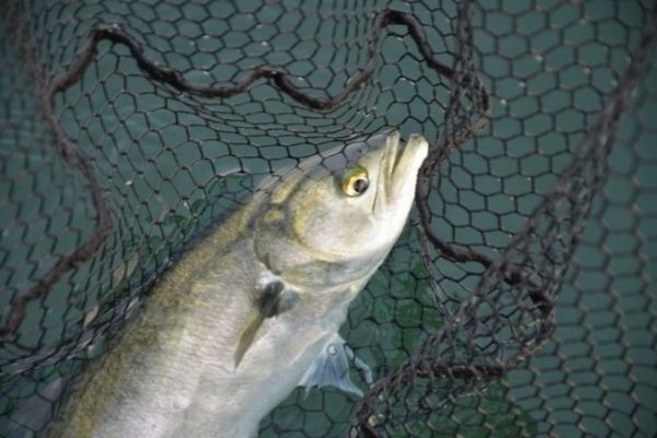 Fish with live redfish, look for large predators