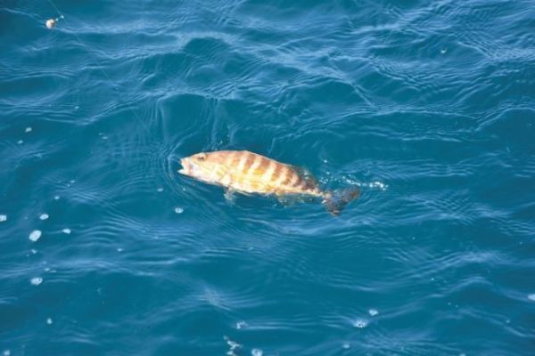 La pêche de la soupe