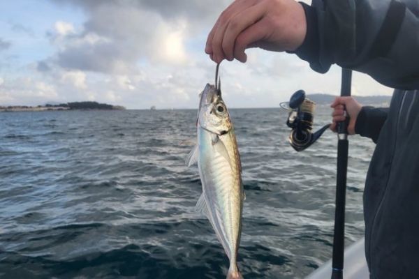 Pche au vif en Mditerrane