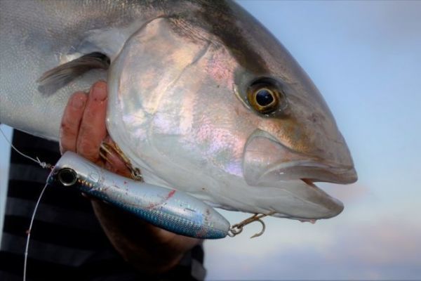 P�cher la s�riole au popper