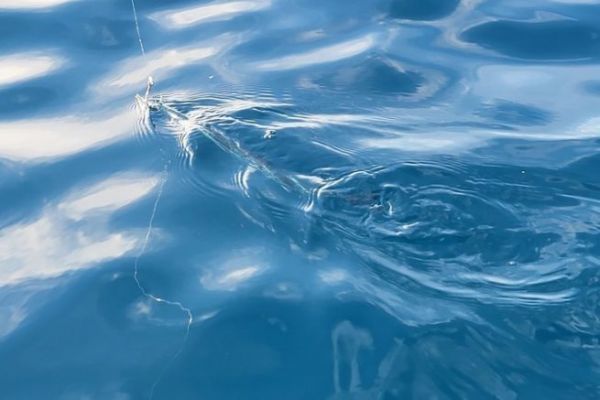 Deep-sea fishing with a garfish, an efficient deep-sea fish to use