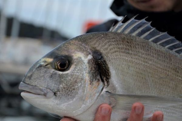 Pêche de la dorade royale à la calée