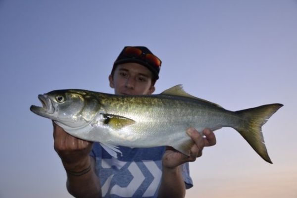 Pêcher un tassergal