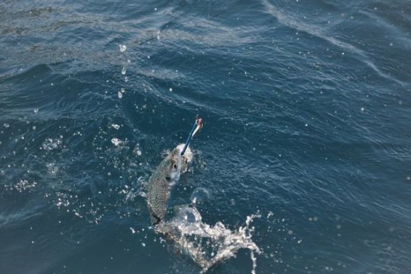 Pêche du maquereau à la traîne