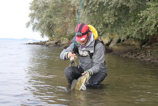 Sandre pris le long d'une digue uniquement accessible en waders