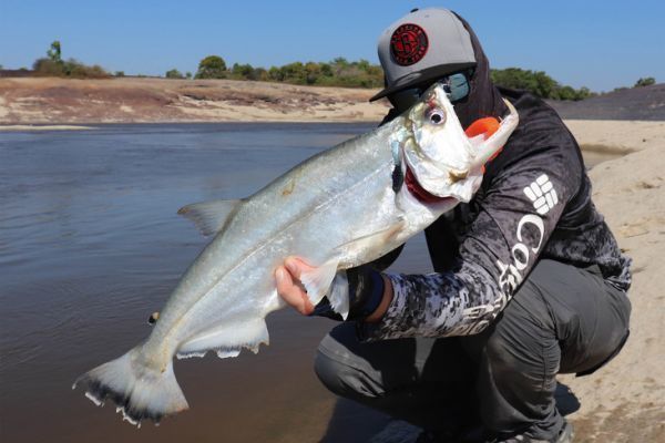 Le payara, appel aussi poisson vampire.