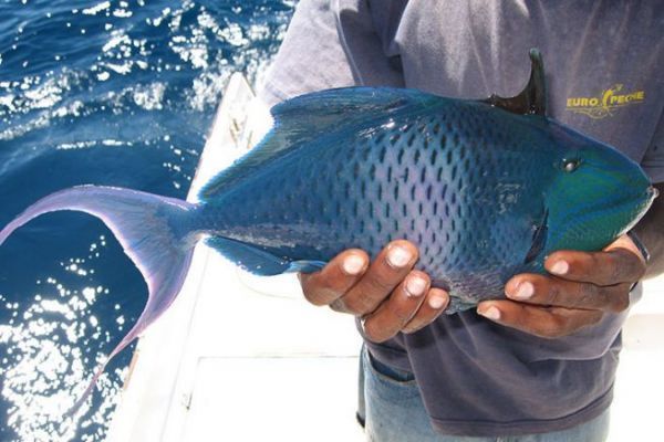 Baliste bleu de Madagascar
