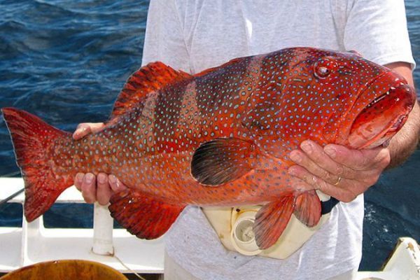Le mrou-loche vagabonde appel la truite de corail