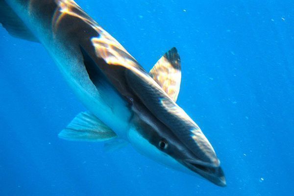 Le cobia et sa tête aplatie