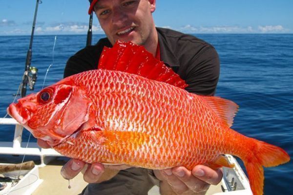 Poisson-cureuil gant de l'ocan Indien