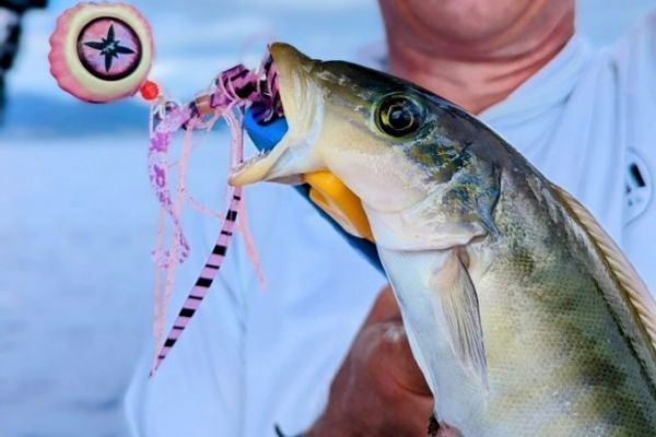 Vive tropicale ou poisson-tuile de sable
