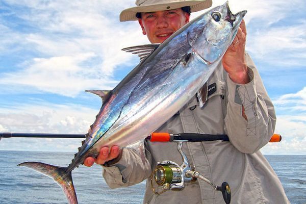 Bonite  ventre ray appele listao ou skipjack