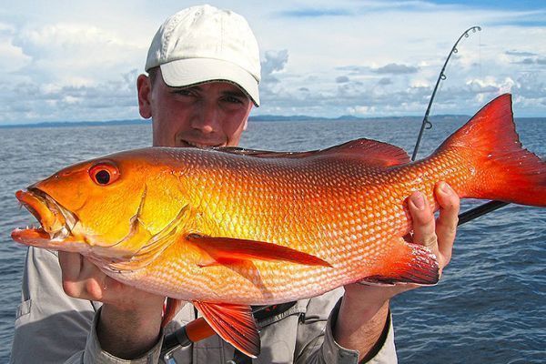 Joli vivaneau chien rouge de l'ocan Indien