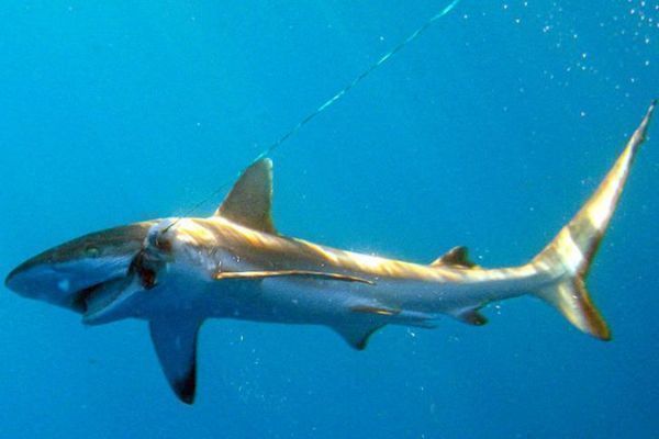 Requin  pointes noires sur le littoral est Africain
