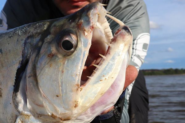 Les dents du payara sont impressionnantes !