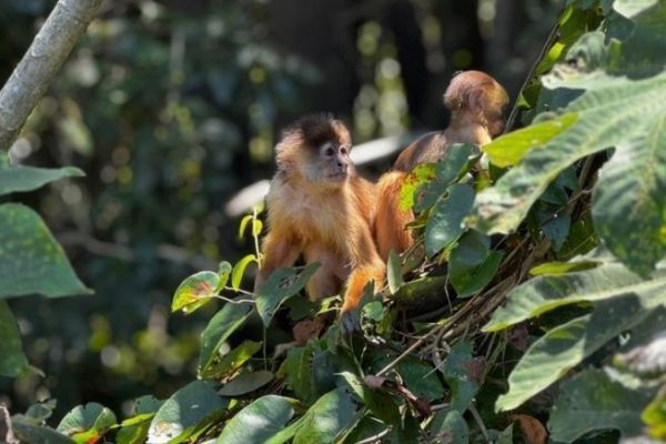 Exp�ditions en Amazonie