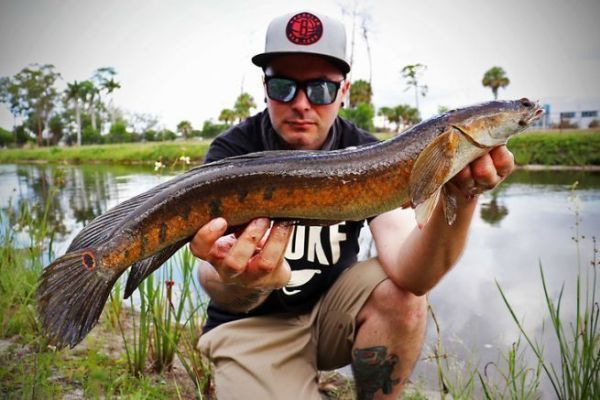 Originaire d'Asie, on retrouve le bullseye snakehead en Floride.