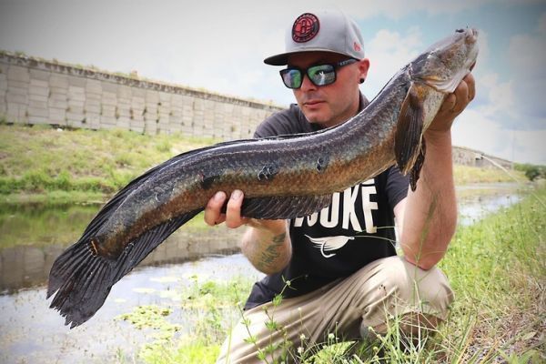 La p�che du bullseye snakehead est captivante.