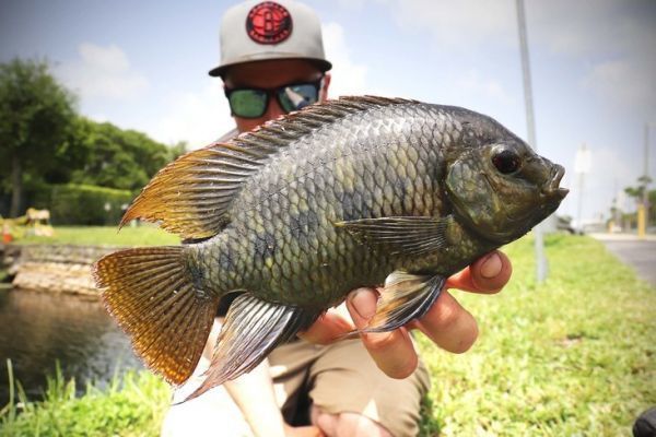 Spotted Tilapia m�le.