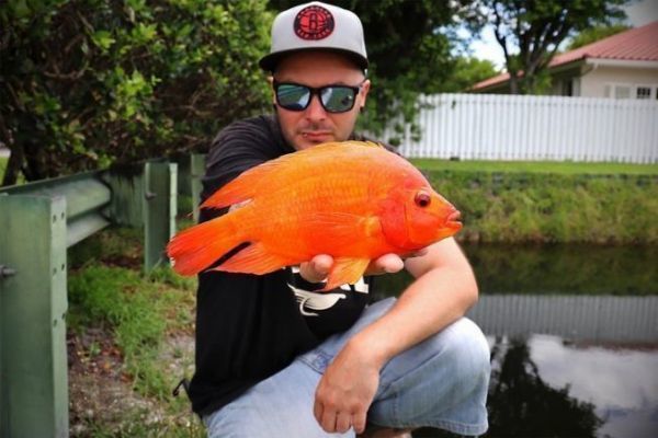 Le Midas Cichlid est abondant sur certains secteurs.