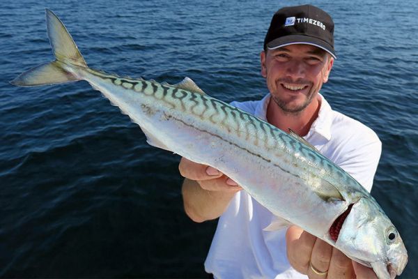 Quota 2026 de 5 maquereaux par pêcheur et par jour