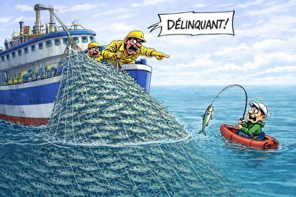 Le maquereau soumis à quota et déclaration en 2026