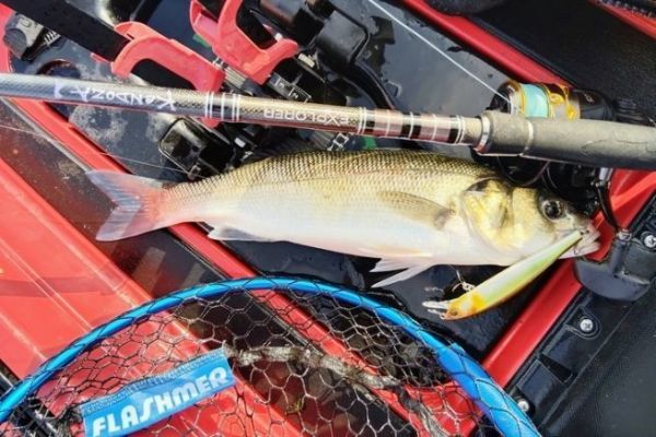 New Kendoza spinning rod 701 MH from Explorer Tackle, go hunting!
