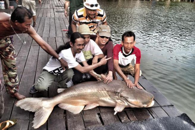 Poisson Chat Toute L Actualites Sur Bateaux Com