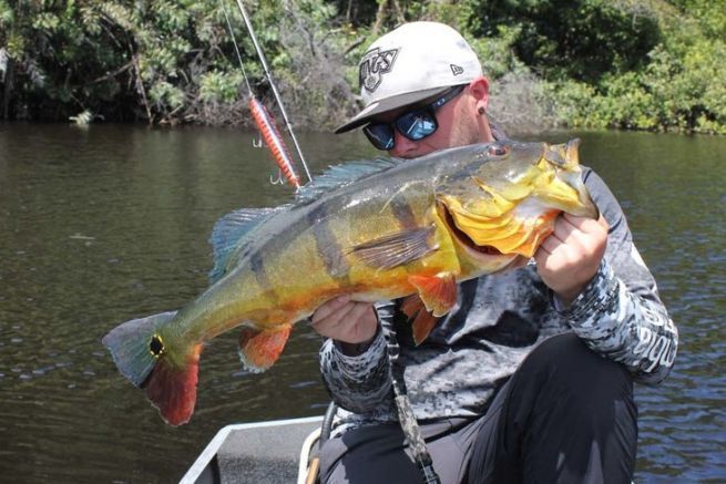 Peacock bass du Rio Negro, Brsil.