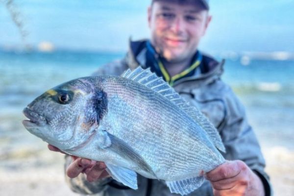 Une belle dorade royale capture sur une plage abrite du Finistre Nord 