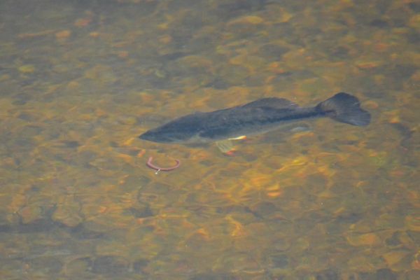 Sight fishing in summer, guaranteed thrills and fun
