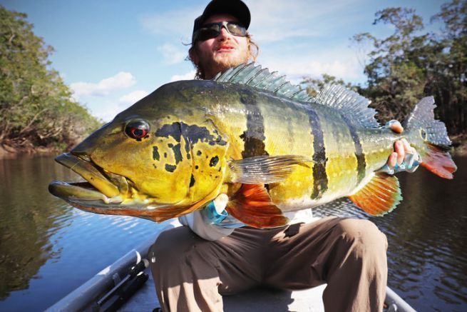 Peacock bass du rio Mataven, Colombie.