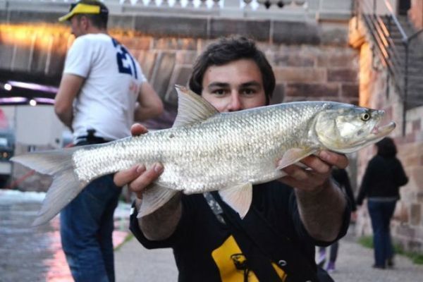 Pcher l'aspe en street fishing
