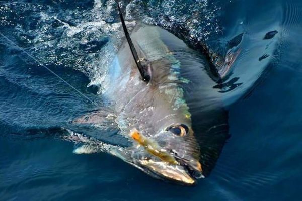 Successful lure fishing for your first bluefin tuna, choice of equipment
