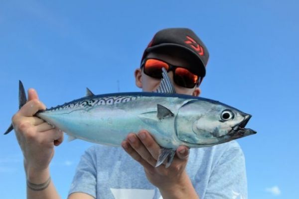 Comment les doigts sont-ils apparus au cours de lvolution ?